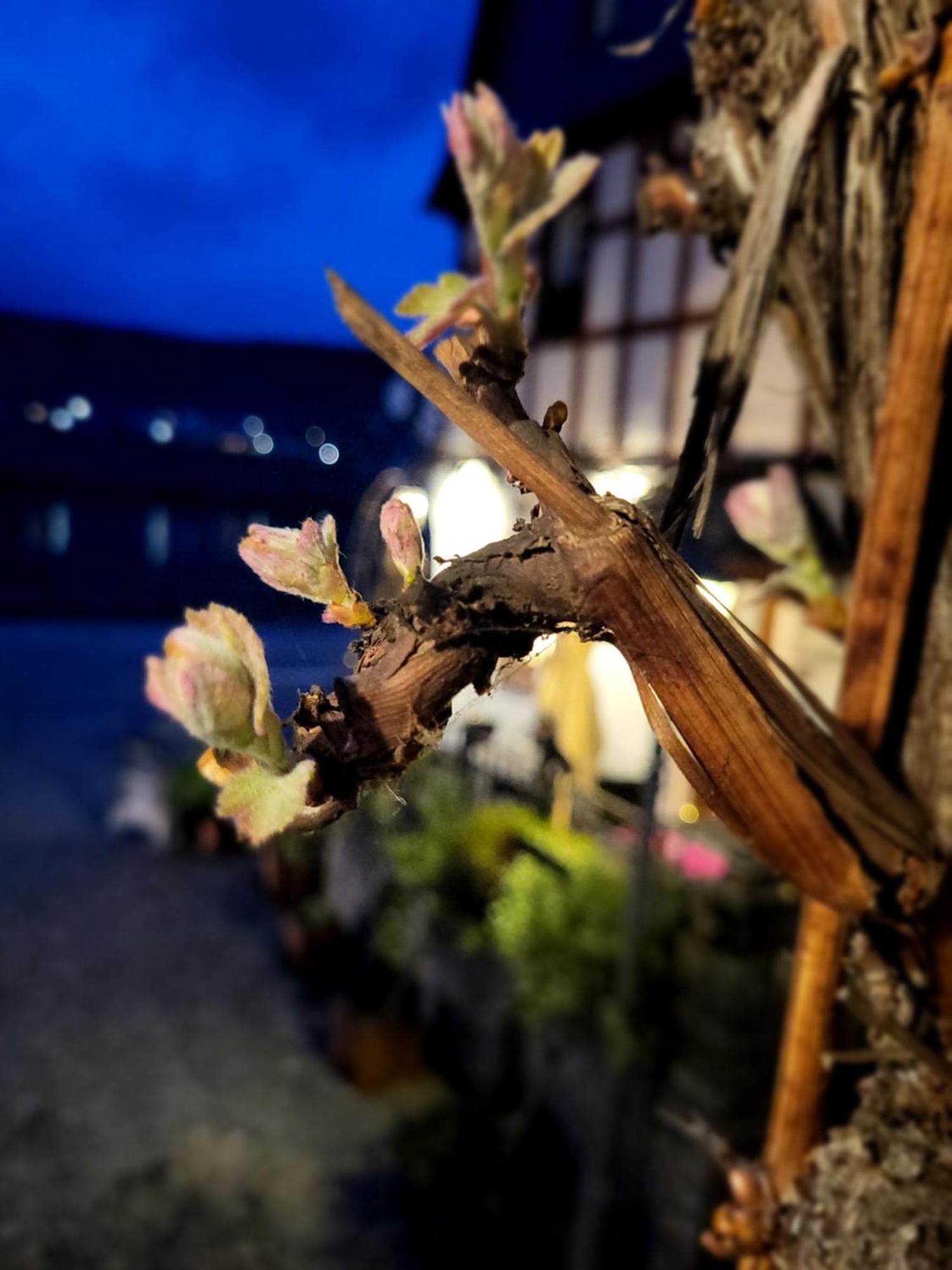 Hotel Restaurant Alte Stadtmauer بايلشتاين المظهر الخارجي الصورة